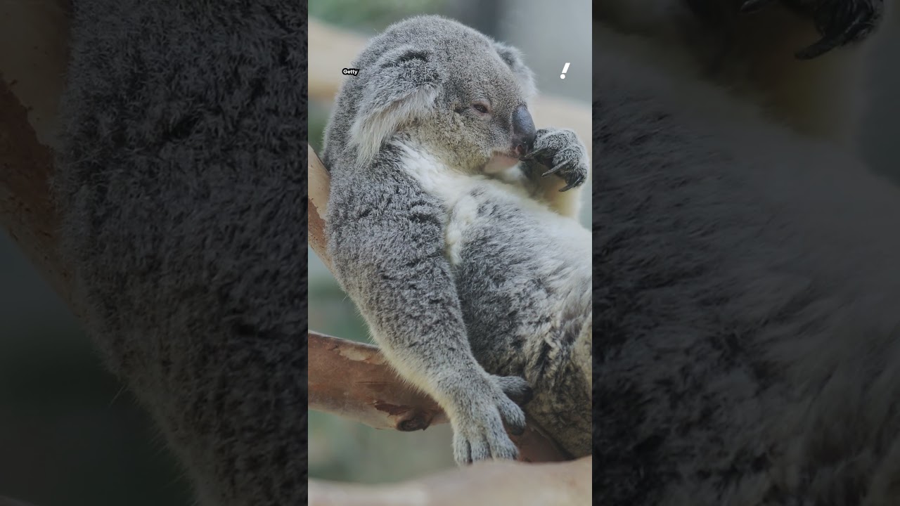 Aussie vaccine approved to fight biggest killer of endangered koalas | 