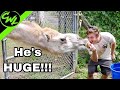 MOVING A GIANT CAMEL!!!