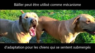 Le Bâillement Chez Le Chien