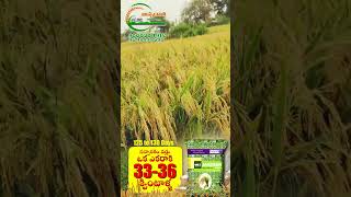 Ankururam Dhaara Sannarakam