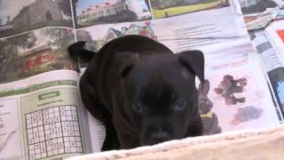 40 Day Old Empereur Glad X Succubus