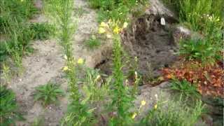 Large-flowered Evening Primrose (Oenothera Glazioviana) - 2012-09-02