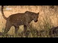 Самые таинственные хищники семейства кошачьих Дельта реки Окованго Ботсваны в Африке Законы леопарда