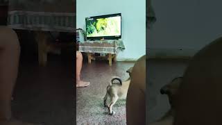 My boy 💪🏾never scared of Lions 🦁#brave #bravewarriors #dogslove #dogs