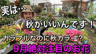 実は秋がいいんです！特にアレは。秋カラー寄せ植えも紹介♪