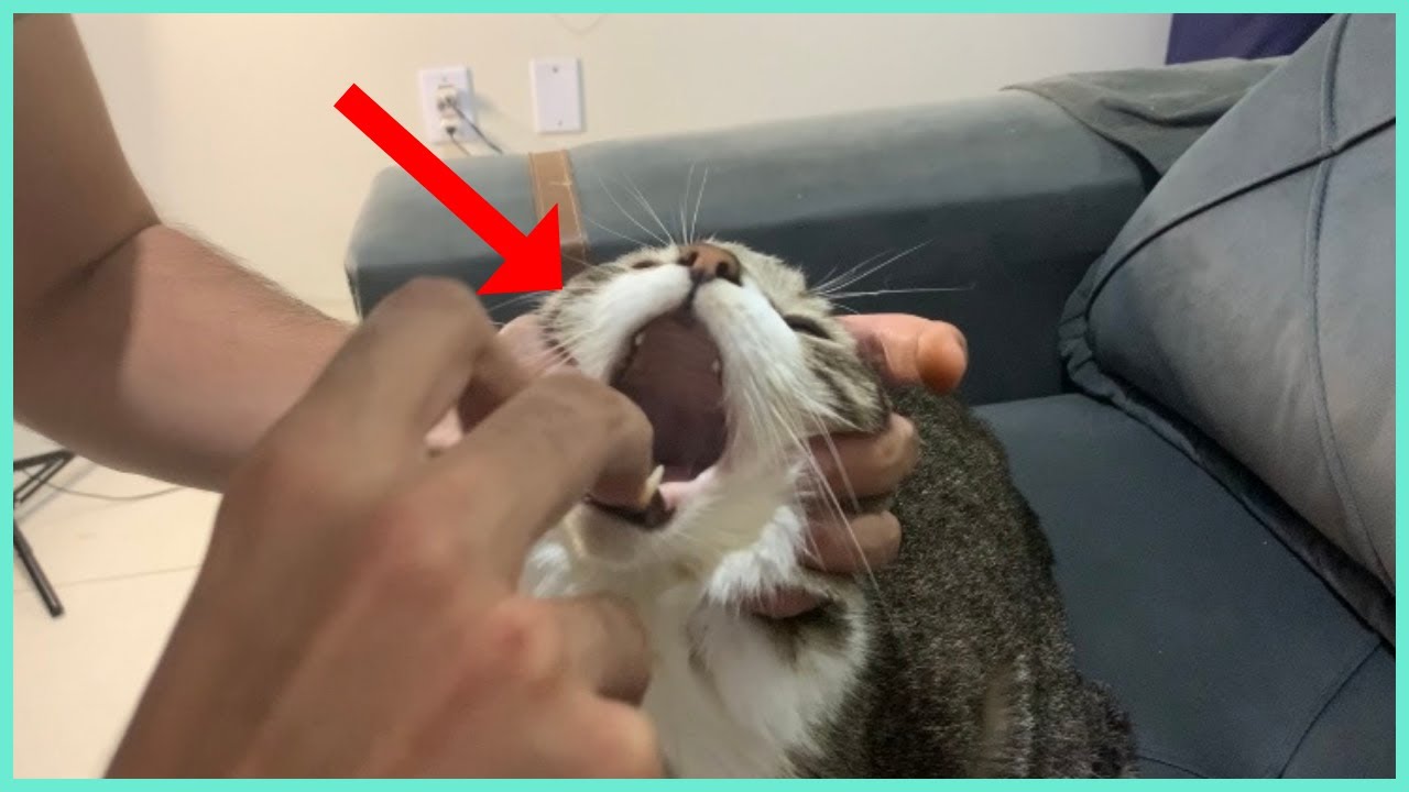 Como Dar Comprimido Para Um Gato