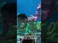Manila Ocean Park BEYOND THE BLUE More to Explore, More to Love Mermaid Show‎⁨