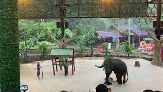 Pertunjukan Gajah Taman Safari Indonesia
