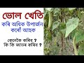     vol kheti in assam  club gourd farming in assamese