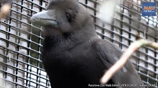 Pair of Alalā to Serve as Ambassadors at Pana‘ewa Zoo for Endangered Species