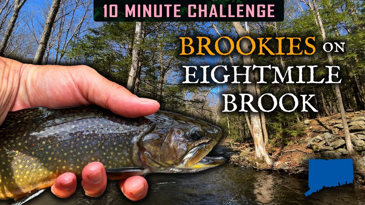 Nice BROOKIES on a Connecticut TROUT Stream (Eightmile Brook) YouTube