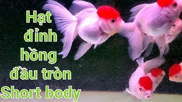 Oranda hoa lan, Cá hạt đỉnh hồng short đầu tròn  - Goldfish
