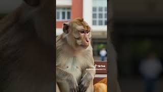 Download Lagu Oren sama onyet lucu MP3