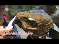 Fishing for huge groupers at dbest premium pond  rapala classic vaaksy