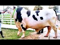 Magnificent Holstein cross bull