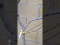 Bending Fig Branches Shorts Bending Fig Branches Shorts