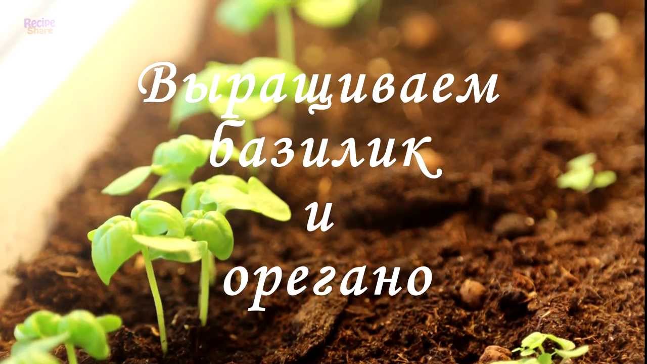 Как вырастить базилик и орегано на подоконнике