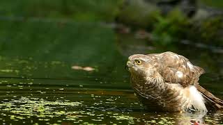 Eurasian Sparrowhawk - Accipiter nisus