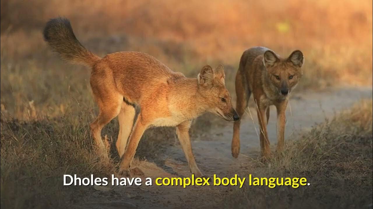 Dhole Description, Characteristics and Facts! YouTube