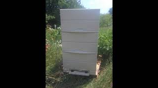 2019 Our improvements to the TEX AZ hive