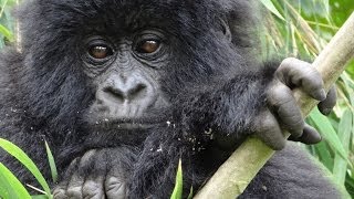 Mountain gorillas from Kabirizi family in Congo