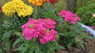 💕❤️💐Papatyalar Cam Guzelleri