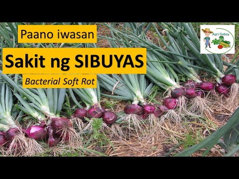 Video: Onion Bacterial Soft Rot Control: Paggamot sa sibuyas na may Bacterial Soft Rot