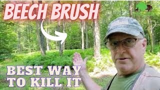 Best Way to Kill Beech Brush