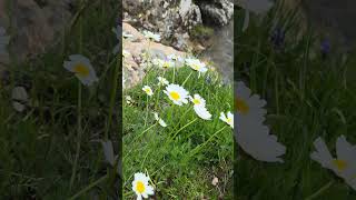 #yayla #ovit #rize