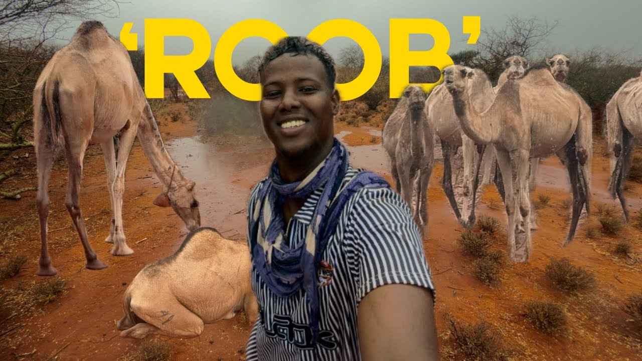 Alx Roob Mayey Subaxeed Ah Ayaan Ku Waa’ Bariisaney || Miyiga Iyo Roobka.