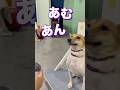 インタビューに答えて喋ってくれる元保護犬