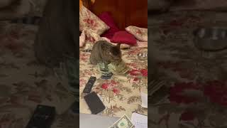 cat counting money