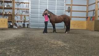 Bareback bridleless fun with Kat - Roy's Night Dancer