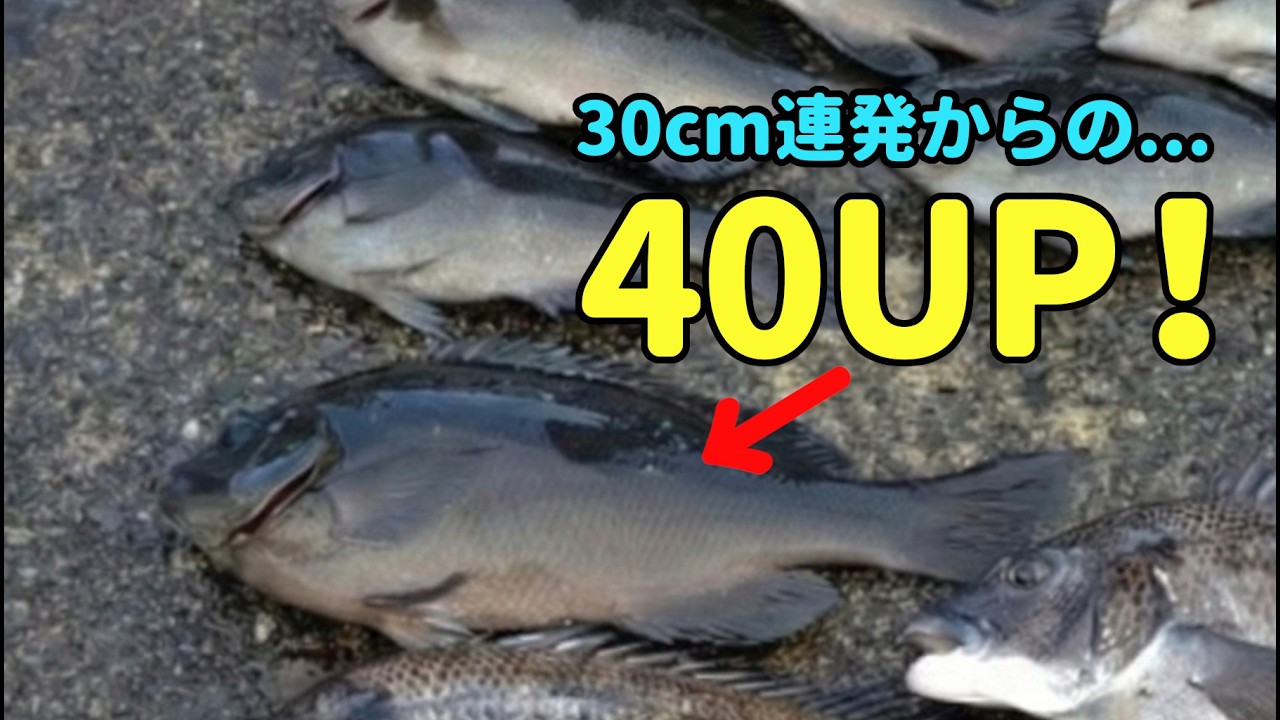 全遊動沈め釣りで深ダナから40UPを絞り出す（寒グレ・フカセ釣り・アタリの瞬間）