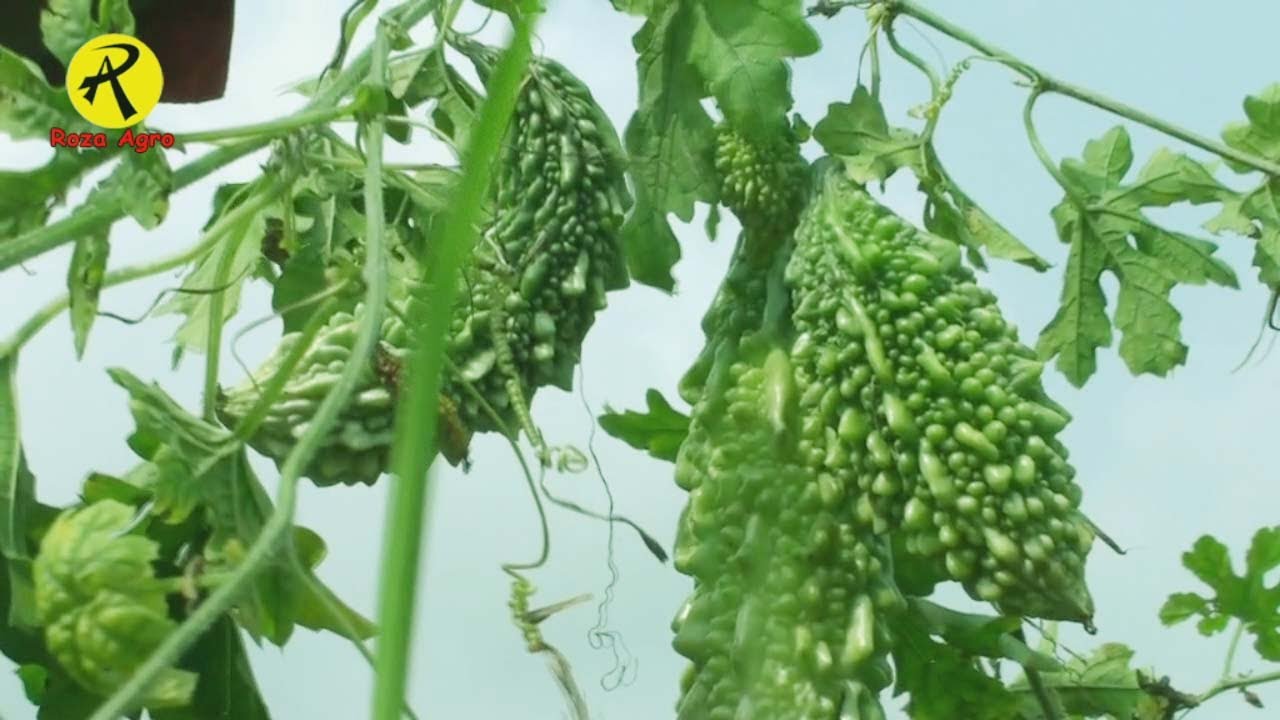 বিষমুক্ত করলা চাষ করে কৃষকরা লাভবান, Bitter Melon Cultivation YouTube