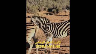 شاهد تزاوج حمار وحشي ووحيد القرن أمر لا يصدق/Watching zebra and rhino mating is unbelievable