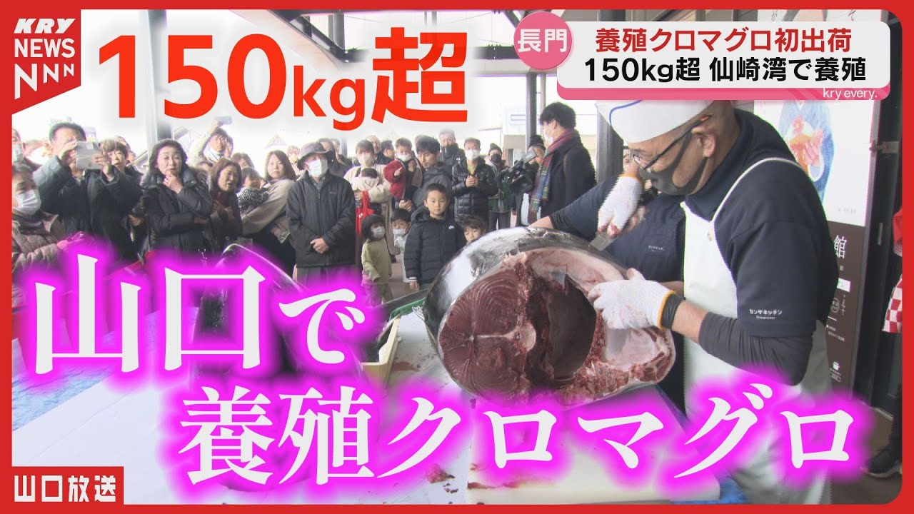 Bluefin tuna] Farmed in Senzaki Bay, over 150kg! Shipping has