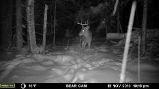 Six point buck on trailcam, Nov 12 2018