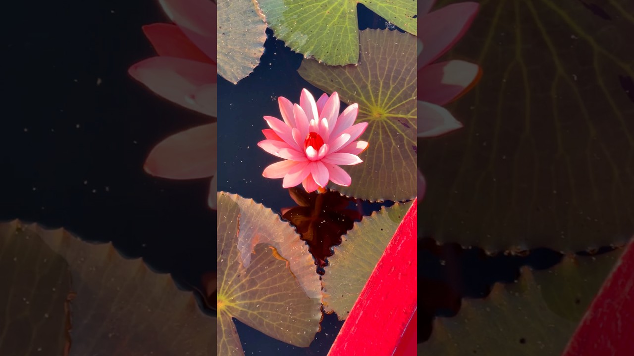 Yeah, okay, so these are actually pink water Lillies, but even better.

We woke up twice at 5:00 AM to try and witness this place (the first time, no cars were available to get us there). In the end, it was hella worth it. 

If you ever find yourself up in Udon Thani in the north of Thailand (from December to February), make sure to stop by here. And come early because the lotuses close up by the afternoon! Sunrise is ideal.

#redlotuslake #pinklotus #waterlilylake #thailandnature #hiddenthailand #udonthani #thailandtravel #amazingthailand #thaiadventures #naturelover #sunrisemagic #pinkflowers #bucketlisttravel #offthebeatenpath #underrateddestinations #scenicviews #peacefulplaces #explorethailand #travelasia #wanderlustthailand #lgbtqtravelers #gaytravelasia #queernomads #travelcouplegoals #natureescape #magicalmornings