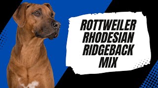 Rottweiler Rhodesian Ridgeback Mix | Unlikely Family Champion with a Crest