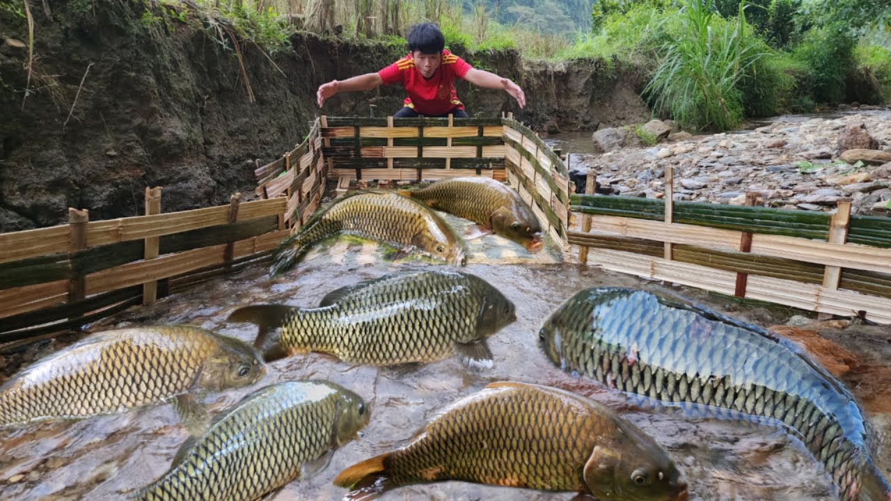 Full video of 45 days of making fish traps. The boy was lucky to catch many big fish in the stream