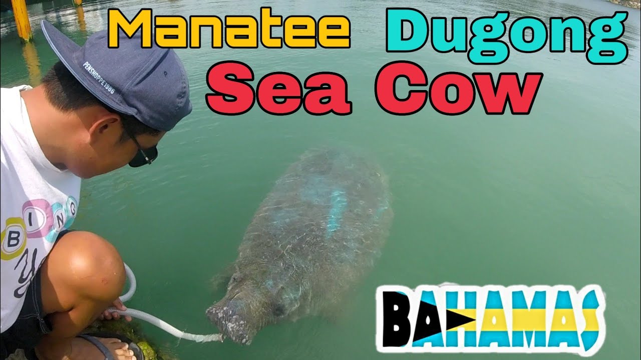 Great Stirrup Cay Manatee, Sea Cow or Dugong Encounter