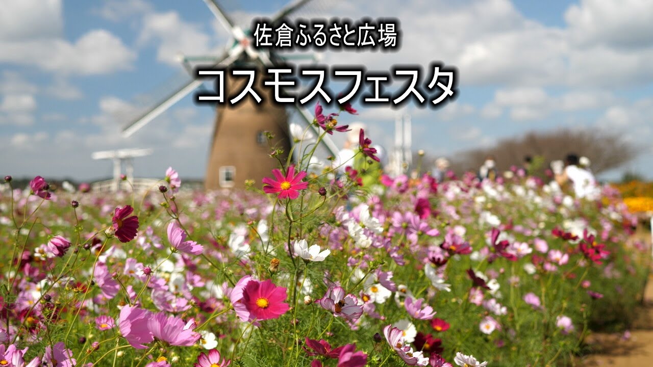 佐倉ふるさと広場 コスモスフェスタ 21 4k Youtube