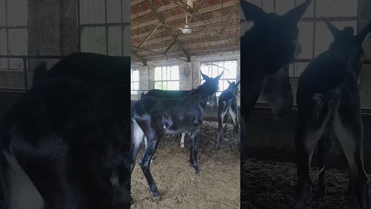 Donkeys Live Among And Horses 50
