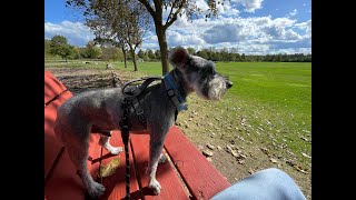 Special Walkie | Life With Schnauzers