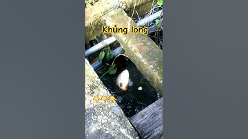 Câu nhấp cá rô đồng một ngày mai mắn  ]