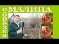 Обрезка МАЛИНЫ. Основные моменты и особенности. Советы садовода