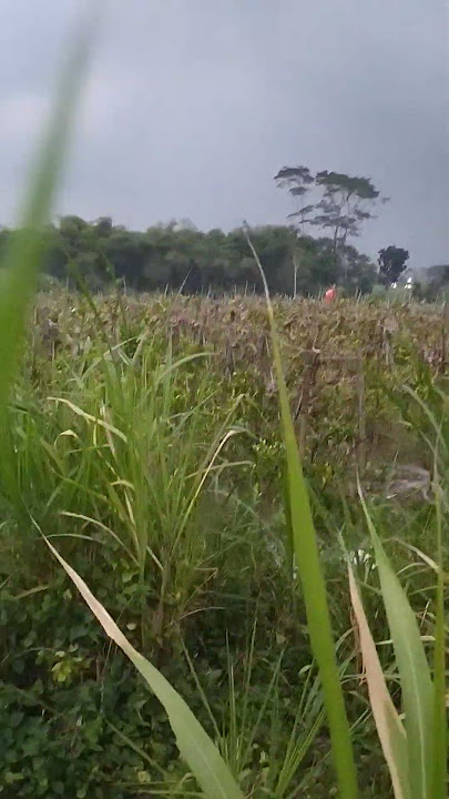 starting to get cloudy #beautiful atmosphere #beautiful natural scenery #beautiful rice fields