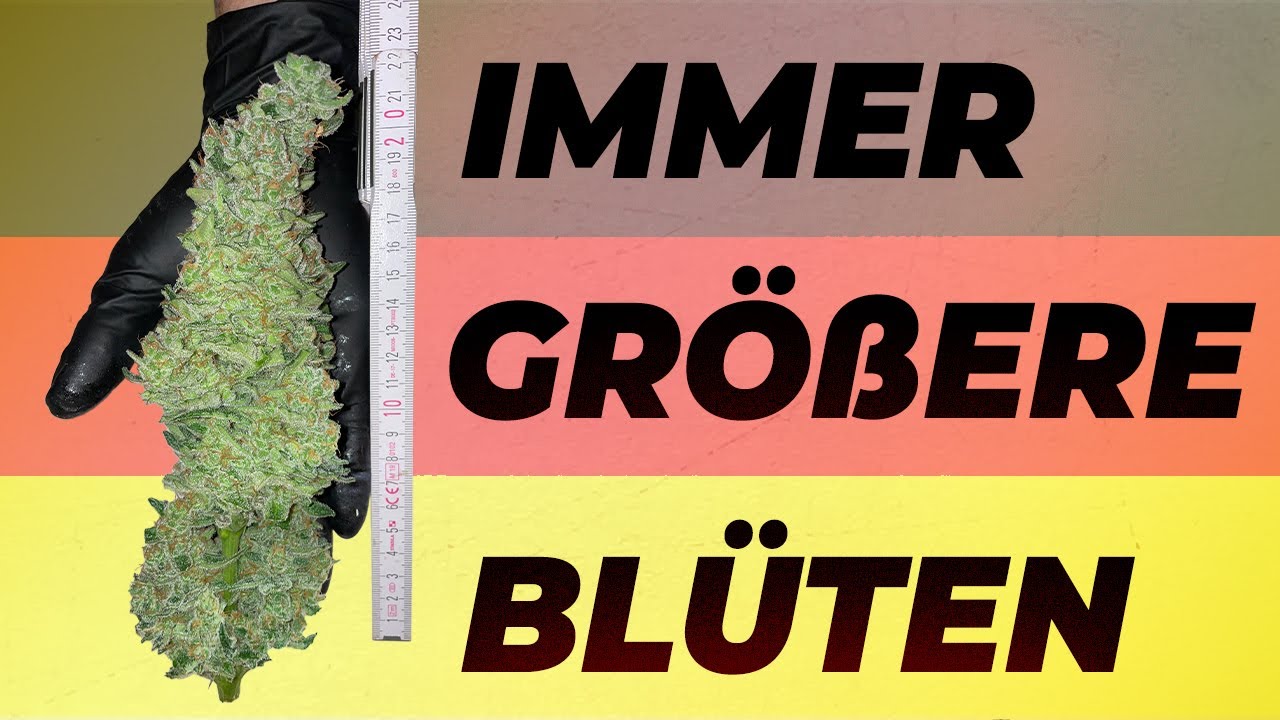 🥦SO GROWST DU DICKERE BUDS!! | Lollipopping, Entlaubung und Beschneiden