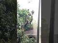 dangerous tree cutting #shortvideo #woodworking #chainsaw